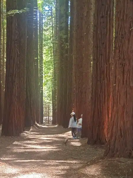 A day trip to Red Forest, Melbourne. Another way to start a travel by going local.